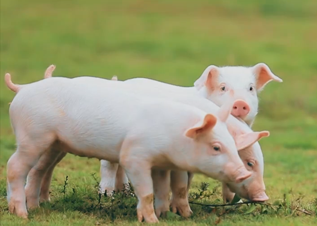 人工智能问诊系统_智能人工黑箱法则_三七养生网问诊系统